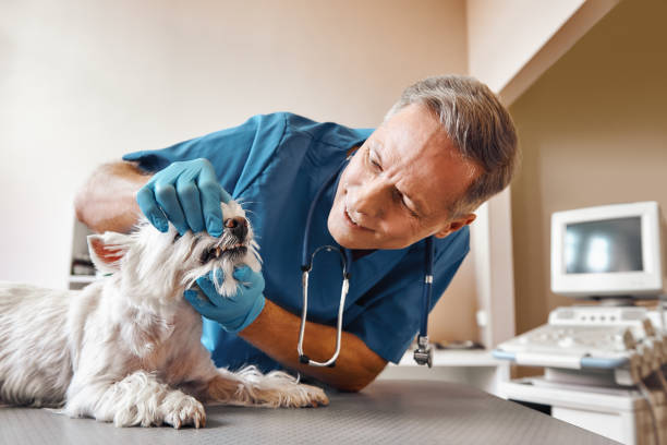 Best Walk-In Emergency Dentist in Dunnstown, PA
